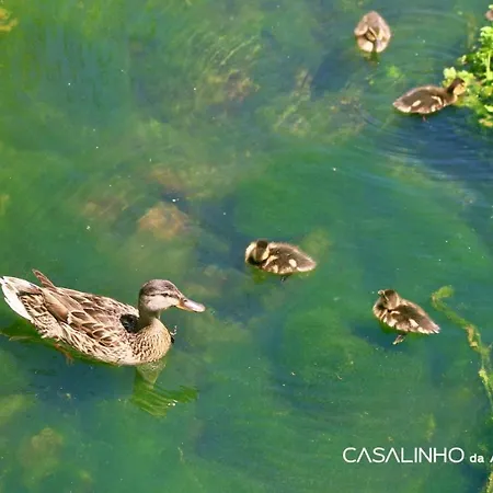 Hortensia - Quinta Casalinho Da Azenha Oda ve Kahvaltı Sintra
